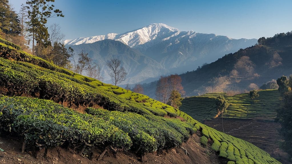 Darjeeling tea cultivation in Darjeeling hills