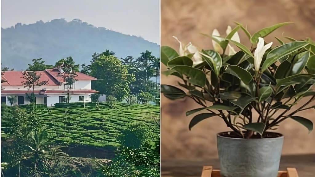 tea leaves garden and tea plant